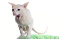 Peterbald hairless cat