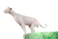 Peterbald hairless cat