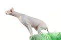 Peterbald hairless cat