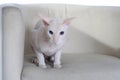 Peterbald hairless cat