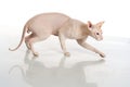 Peterbald hairless cat isolated Royalty Free Stock Photo