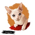 Peterbald kitten digital art illustration. Felis catus from Russia, Russian feline breed of domestic pets. Face and paws