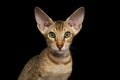 Peterbald kitten on isolated black background