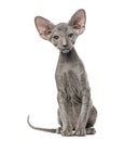 Peterbald kitten looking at he camera, cat, sitting Royalty Free Stock Photo