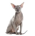 Peterbald looking at the camera, isolated on white