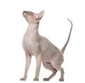 Peterbald (15 months old)