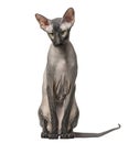 Peterbald, naked cat sitting, isolated