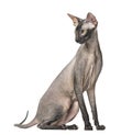 Peterbald, naked cat, sitting,