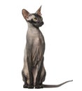 Peterbald, naked cat sitting, isolated