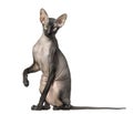 Peterbald, naked cat, sitting and looking at the camera