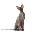 Peterbald, naked cat, sitting and looking at the camera