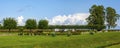 Peterhof, a rose garden on the newly developed territory