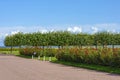 Peterhof, a rose garden on the newly developed territory