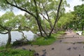 PETERHOF, RUSSIA. A fragment of Kolonistsky park on the bank of Holguin of a pond