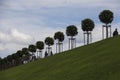 Row of manicured Tilia trees in line on and people walking on green grass lawn hill of Garden of Venus with blue sky
