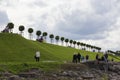 Row of manicured Tilia trees in line on and people walking on green grass lawn hill of Garden of Venus with blue sky