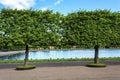 Peterhof, topiary trees in the garden of Bacchus