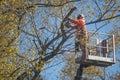 Tree Surgeon in high vis clothing in cherry picker working on poplar tree