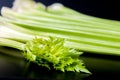 Petiolate celery on a black table background Royalty Free Stock Photo