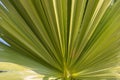 Petiole pattern of Traveller`s Palm and leaf