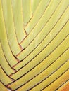 Petiole pattern of Traveller's Palm Royalty Free Stock Photo