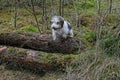 Petit basset griffon vendÃÂ©en in the wood