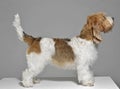 Petit Basset Griffon standard in a gray background studio