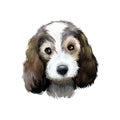 Petit Basset Griffon Vend en or PBGV short-legged hound type French dog breed digital art illustration isolated on white Royalty Free Stock Photo