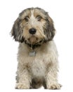 Petit Basset Griffon Vendeen, 7 months old, Royalty Free Stock Photo