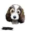 Petit Basset Griffon Vend en or PBGV short-legged hound type French dog breed digital art illustration isolated on white