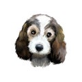 Petit Basset Griffon Vend en or PBGV short-legged hound type French dog breed digital art illustration isolated on white Royalty Free Stock Photo