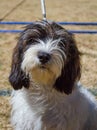 The Petit Basset Griffon VendÃÂ©en - portrait Royalty Free Stock Photo