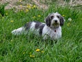 Petit basset griffon vendÃÂ©en outdoors