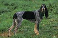 Little Blue Gascony Hound, Dog standing on Grass Royalty Free Stock Photo