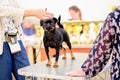 The Petit brabanson dog demonstrates a stand in front of the jury and looks into the camera Royalty Free Stock Photo