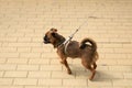 A Petit-Brabanson dog struts along the path in a walking harness. Copy space