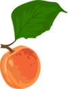 Petite apricot