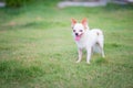 Petite Chihuahua white dog happily grass green