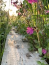 Petite fleur dans le potager Royalty Free Stock Photo