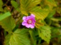 Petite forest pink strawberry flower