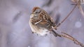 Petite House sparrow perched on a snowy branch amidst a blizzard Royalty Free Stock Photo