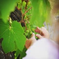 petite main dans les vignes Royalty Free Stock Photo
