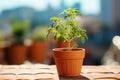 Petite and Perfect: Sun-Kissed Mini Tomato Plant