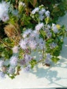 Petite and Pretty: Floss Flowers in Close-Up