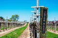 Petite Sirah red wine grape variety outdoor sign Royalty Free Stock Photo