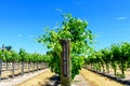 Petite Sirah red wine grape variety outdoor sign on wooden vertical end post in summer vineyard