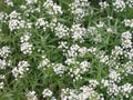 Petite snow white flowers of Lobularia maritima Alyssum maritimum, sweet alyssum or sweet alison, also alyssum genus Alyssum is a Royalty Free Stock Photo