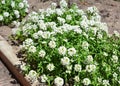 Petite snow white flowers of Lobularia maritima Alyssum maritimum, sweet alyssum or sweet alison Royalty Free Stock Photo