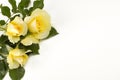 Petite Yellow Roses White Background Royalty Free Stock Photo