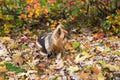 Petite Yorkshire Terrier in brown jacket sitting in profile in colourful autumn carpet outdoors Royalty Free Stock Photo